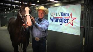 How to Fit a Show Halter [upl. by Nnauol]