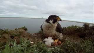 Peregrine Falcons at the Lower Kolyma Siberia [upl. by Sillsby]