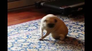 Incredible Dancing Pug [upl. by Radnaxela]