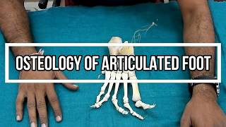 Osteology of Articulated Foot [upl. by Nerret]