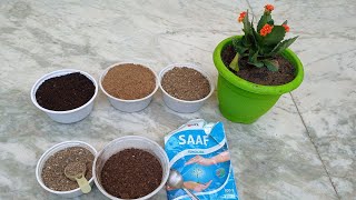 Kalanchoe plant care amp repotting from nursery pot [upl. by Eidnak]