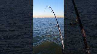 Nice Striped Bass On shorts [upl. by Tucker]