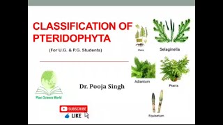 Classification of Pteridophyta [upl. by Lane221]