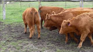 11 EU PTIC Red Angus x Charolais Composite Heifers  Jenkins [upl. by Neelhtac]