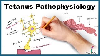 Tetanus Pathophysiology Mechanism of Action [upl. by Marve182]