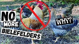 Why We Dont Have Bielefelder Chickens Anymore [upl. by Niple307]