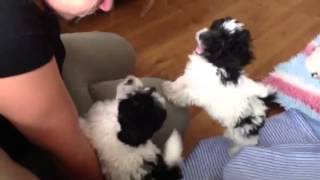 Parti coloured toy poodle babies [upl. by Marchak]