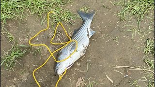 Striper fishing sacramento river [upl. by Erdrich]