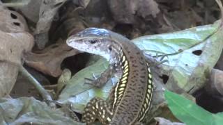 Ameiva undulata Rainbow Ameiva Barred Whiptail or Metallic Ameiva  Ameiva arcoiris [upl. by Ytirahc627]