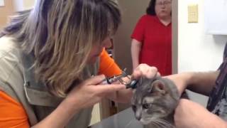 Smoke The Light Gray Tabby Cat Hissing At The Vet [upl. by Einaej]