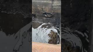 Ducklings rescued from Bayonne sewer [upl. by Leimad]