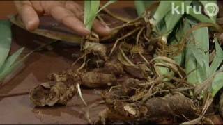 Dividing bearded irisTrisha Shirey Central Texas Gardener [upl. by Yannodrahc]