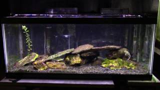 Some Basic Information About A Brackish Aquarium [upl. by Collins]