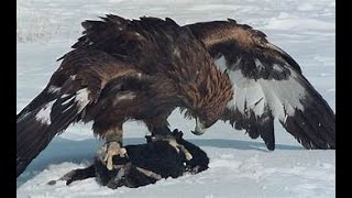 Top 10 Biggest Eagles in the World [upl. by Elvera]