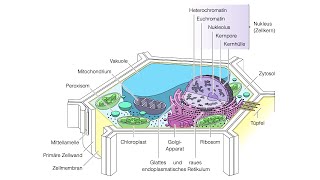 Zelle  Protoplast  Zytoplasma  Zytosol [upl. by Soilissav]