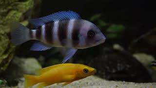 坦干伊喀湖慈鯛混養缸  Lake Tanganyika Cichlid Tank Update [upl. by Dnalwor]