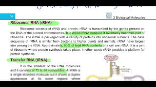 Ribonucleic Acid RNA 11th biology education biology [upl. by Eislel]