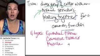 Epithelial tissue 2 Histology [upl. by Boni]