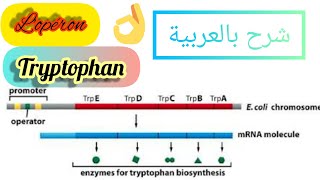 شرح مبسط لأهم النقاط المتعلقة ب Lopéron tryptophan⚠️👍 [upl. by Teplitz49]