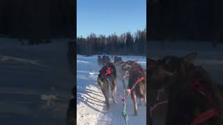 Dog sledding in Alaska [upl. by Smukler]