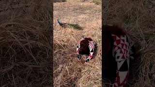 Eggs of Peacock Finally Found shortvideo peacock [upl. by Baily]