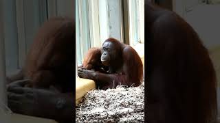 Cutest Orangutan Family Moment Ever Caught on Camerashortsfunnyvideoorangutansfunnyanimalzoo [upl. by Landing9]