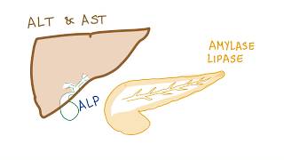 Liver and pancreatic enzymes explained  AST ALT GGT ALP Amylase amp Lipase [upl. by Yatnoed333]