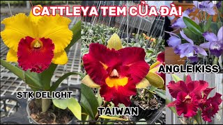 Lan cattleya đài Loan0834608769 LAN RỪNG LÂM ĐỒNG [upl. by Tamara]