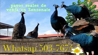 Pavos reales de venta en Sonsonate mira cuánto valen [upl. by Eileen966]