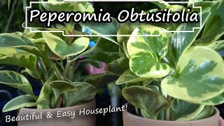 Peperomia Obtusifolia Care  Baby Rubber Plant  Easy Houseplant NonToxic Houseplant [upl. by Francesco]