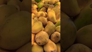 mango rottenmango rottenmango podcast aam shorts short new shortvideo shortsviral shots [upl. by Marva]