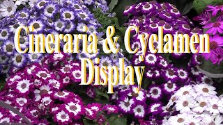 Cineraria amp Cyclamen Display Fitzroy Gardens Conservatory [upl. by Notelrahc]