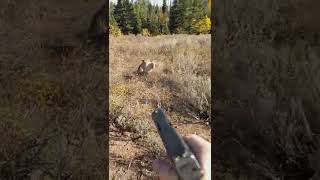 Mountain Lion stalks elk hunter in Idaho Saved by Glock27 warning shots [upl. by Stewardson]