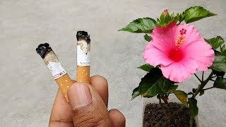 Easy and free natural pesticide for plants  Organic pesticide [upl. by Ashling]