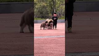 Click to see the human cub running around the park with two adorable Alaskan dogs cutedog [upl. by Llert158]