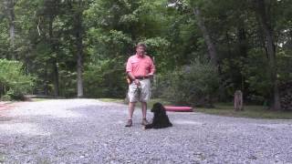 Standard Poodle Puppy Training  Cooper  WinstonSalem NC [upl. by Heinrich]