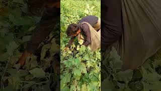 Harvesting  Brinjal  Eggplant Farming hunzatv [upl. by Suehtomit]