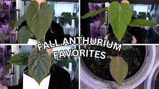 Fall Anthurium Favorites [upl. by Barney759]