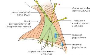 1 Fascia of the neck amp sternomastoid m Dr Walaa [upl. by Nyrahs]