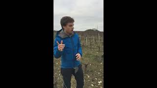 Organic versus conventional farming in Pouilly Fume [upl. by Zetes]