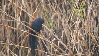 Greater coucal calling [upl. by Panchito]