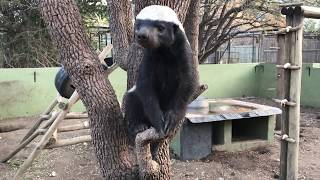 Honey Badger Stoffel and his son Stompy Moholoholo Animal Rehabilitation Centre 2017 [upl. by Yelkreb]