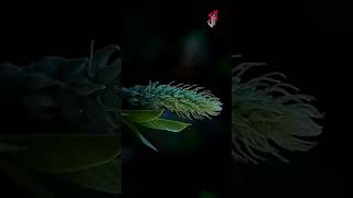 Nature 💫 music reels flowers youtubevideos ytshorts edit editing naturenaturelovers love [upl. by Aldric]