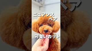 トイプードルのニュアンスベアカットトイプードル トリミングサロン トリミング toypoodle カット動画 [upl. by Dario]