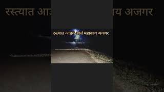 रात्री रस्त्यात महाकाय अजगर आडवं आलं [upl. by Etak]