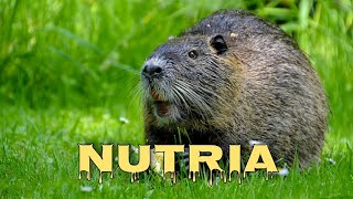 Nutria sounds coypu screaming [upl. by Sueahccaz]