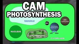 CAM PLANT PHOTOSYNTHESIS ANIMATION [upl. by Hayes14]