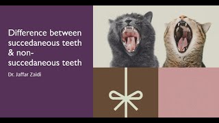 Difference between succedaneous teeth amp non succedaneous teeth [upl. by Chlores533]