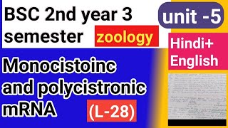 Bsc 2nd year 3 semester zoology topic Monocistonc and polycistronic mRNA [upl. by Kellina451]