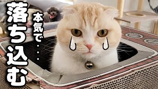 猫が本気で落ち込んでます [upl. by Annawal]